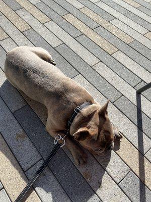 The outdoor Patio is the perfect place for you to chill with your pup on a sunny Portland afternoon.