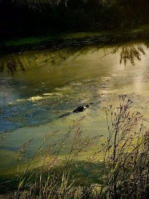 Cattail Marsh