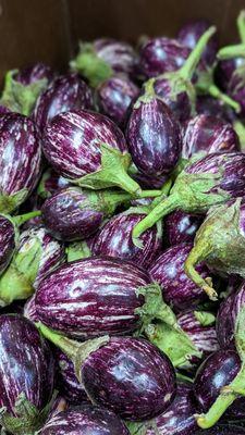 Eggplant variant from India