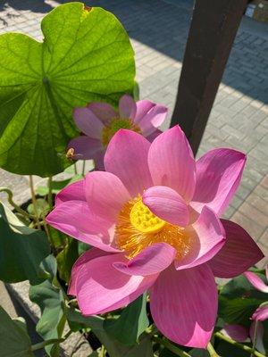 Lotus blooms with honey bees stopping by to enjoy them