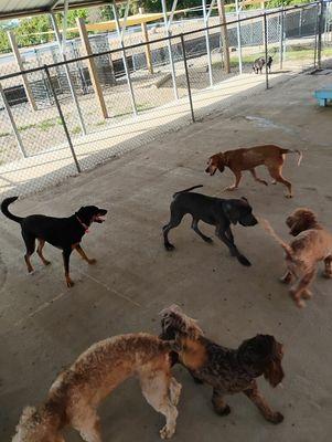 Happy Tails Doggy Daycare