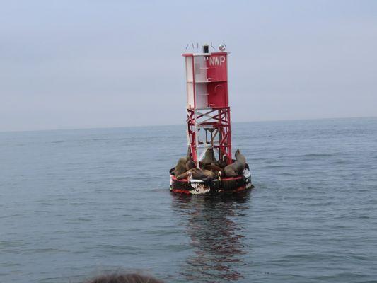 The seal buoy.