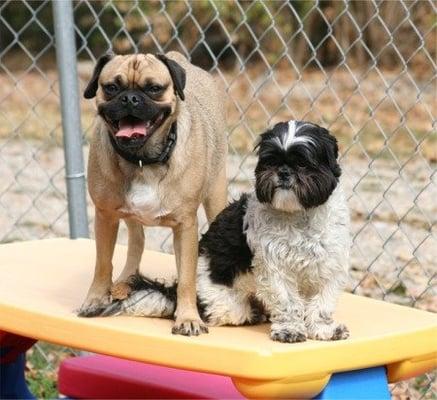 Small Dog Daycare