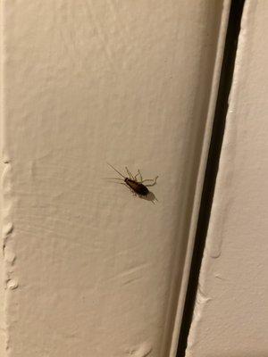 Meet your new roommates! We see multiple cockroaches daily.