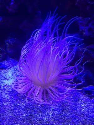 XL tube anemone!