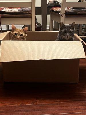 Tigger and Max helping unpack.