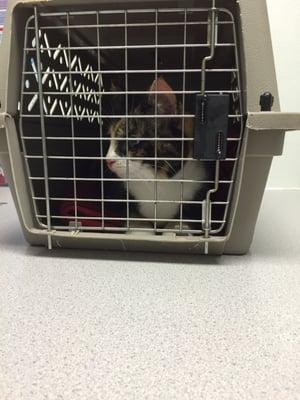 Tinker waiting for her checkup!