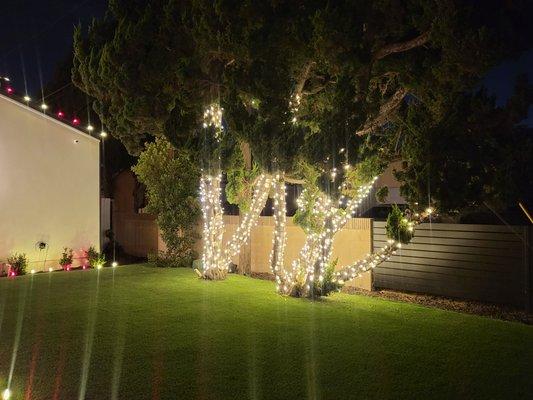 Christmas lights on trees