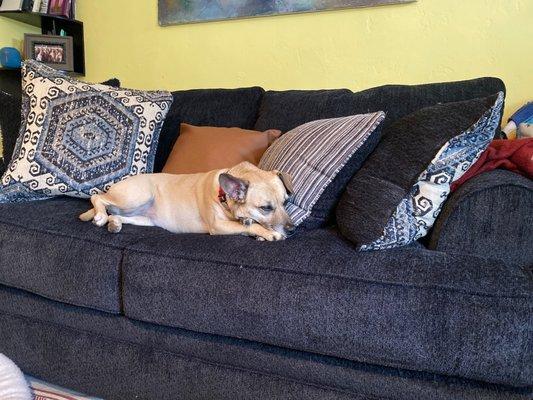 Well my pup sure enjoys the new loveseat in this rainy weather