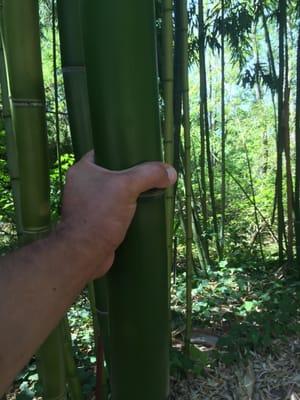 Bamboo, 40ft high and as thick as my wrist.