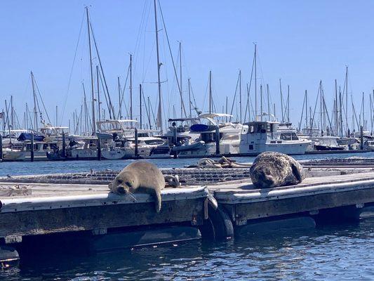 View of the sea lions from the kayak