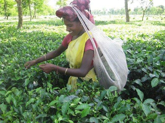 Shanti, one of the small farmers that Rajen/Heritage Tea Estates represents. Some of her tea is in our very popular Heritage Iced Tea Blend.