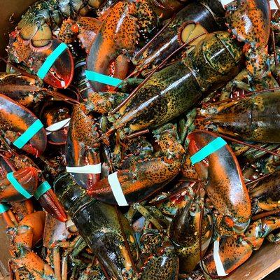 Live Maine Lobster available in different sizes.