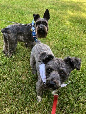 The dogs love the grooming spot spa day!