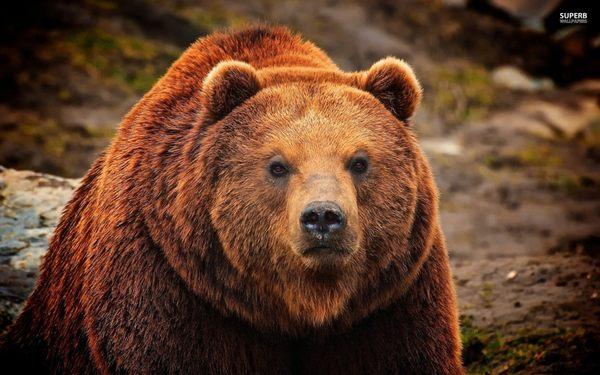 Grizzly