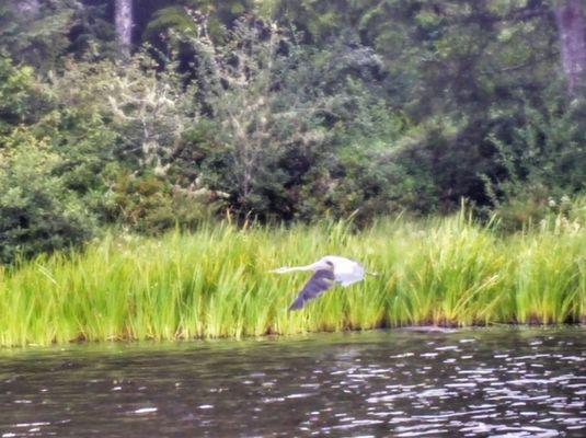 Heron on the wing