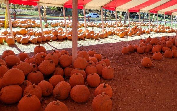 Pumpkin patch under striped tents, visible from Boughton Rd. This area is free to enter, just pay per pound