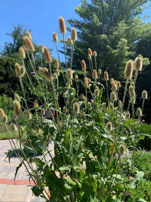 Wildflowers