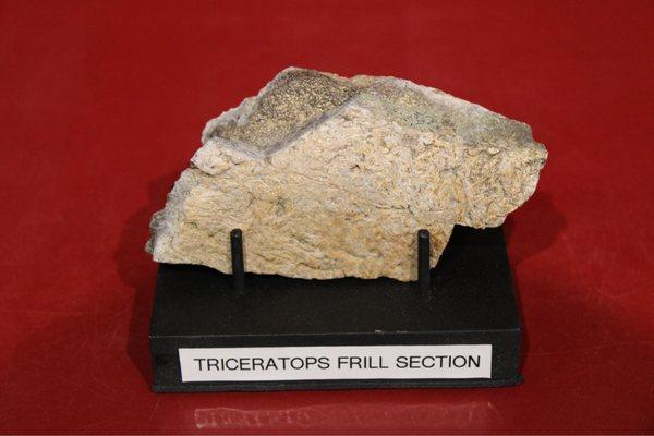 Triceratops Frill Section