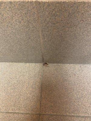 Dead roach in restroom