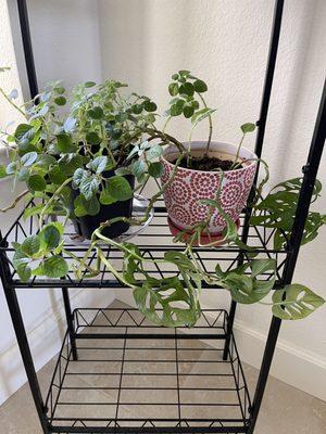 Happy repotted plants with new pots.