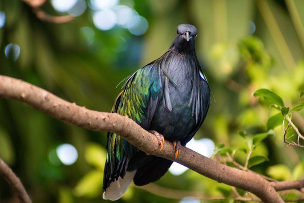 A Nicobar Pigeon