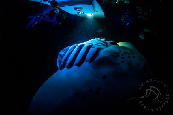 Manta Ray Night Dive & Snorkel EcoAdventure available every night! $120 +tax per Certified Diver, $25 for gear & $110 +tax per Snorkeler.