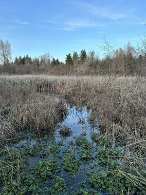 Wetlands in the winter