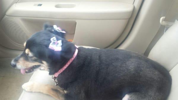 Cookie looks happy! Not sure why my sister is letting her ride in the front seat though. Lol