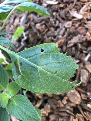 these bugs in Bee Green mulch eat all the delicate leaves