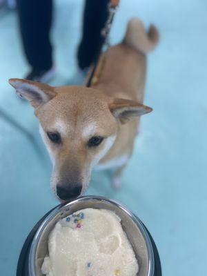 Salty Paws Chics Beach