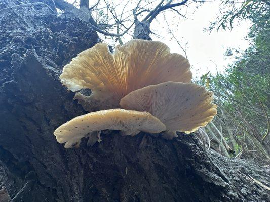 Mushroom growing out of a tree