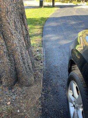 Right up to the tree.   I got tired of putting 2x4" edging and these guys kept the lines straight and going all the way to the street!