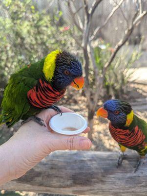 Another lorikeet looking at the food... Lol