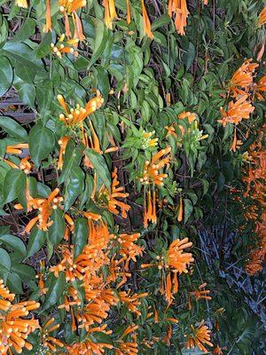 Beautiful flowers lining the terrace.