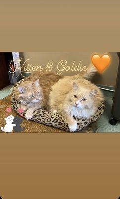 Kitten and Goldie. BFF's