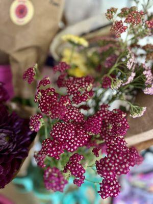 Locally grown yarrow