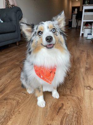 They always send your pet home with a cute bandana!