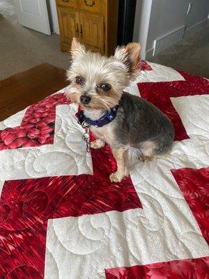 Sadie always helps photograph my quilts when they are done.