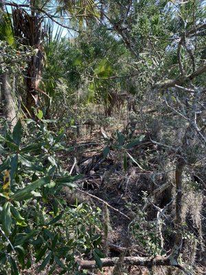 Dense scrub landscape