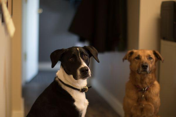 Office Dogs.