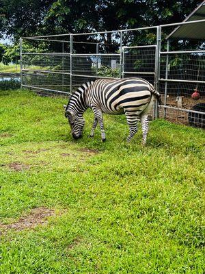 Zebra at Three Ring Ranch