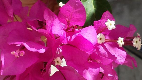 Bougainvillea