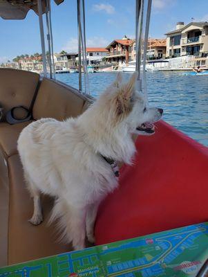 Our dog on an electric duffy boat rental in Southern California ... not this silly company that doesnt allow dogs on a 5mph boat.. lol s