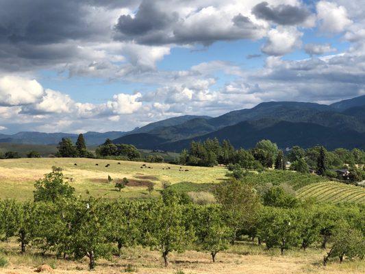 The view from our outdoor tasting