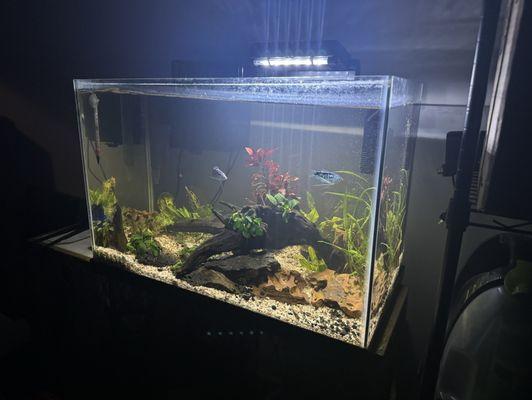 My son's first aquarium fully set up with the help of the friendly guys at pet Depot