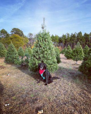 B & D Christmas Tree Farm