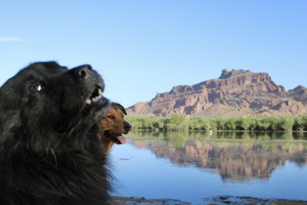 Dogs,mountain