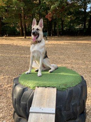 Chief at Bark Park