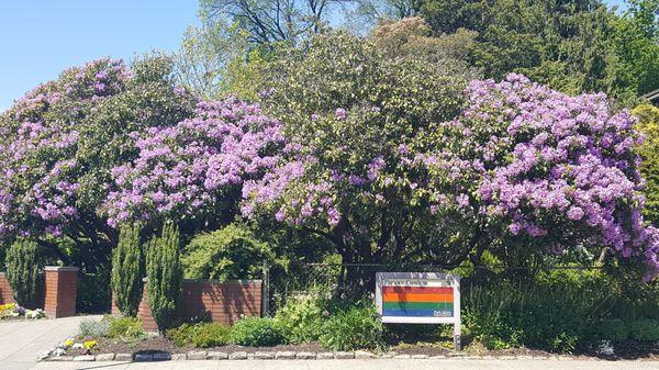 Rhododendron in full bloom at entrance (5/31/22)